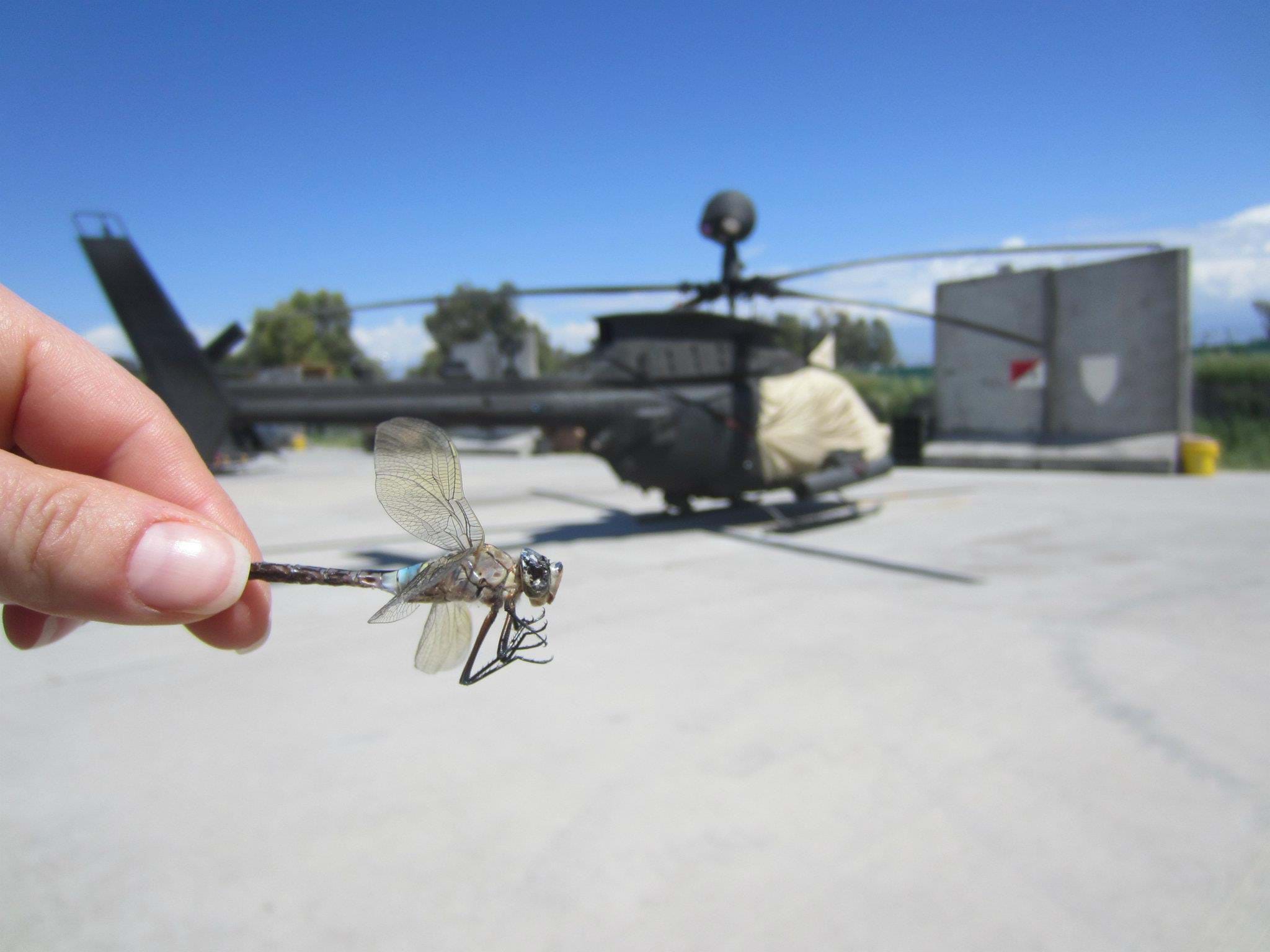 OH-58 Kiowa and a dragonfly