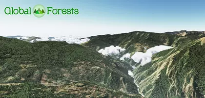 GeoReality released Global Forests covering Asia and Oceania