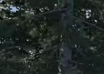 Laminar Research shows new tree technology – but they won’t be collidable